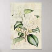 Vintage Botanical Pearl Camellia ポスター (正面)