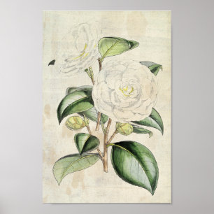 Vintage Botanical Pearl Camellia ポスター