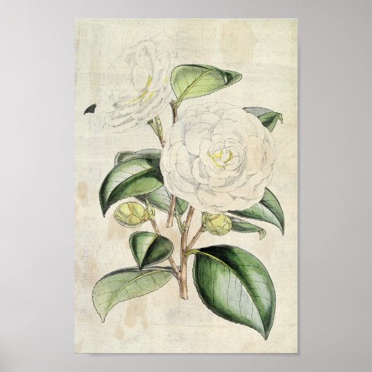 Vintage Botanical Pearl Camellia ポスター (正面)