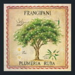 Vintage Botanical Plumeria Tree Art Deco ポスター<br><div class="desc">Vintage Botanical Plumeria Frangipani Tree Art Deco print. When framed,  would be a lovely wall deco for your kitchen or dinning area.</div>
