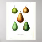 Vintage Botanical Poster - Pears ポスター (正面)