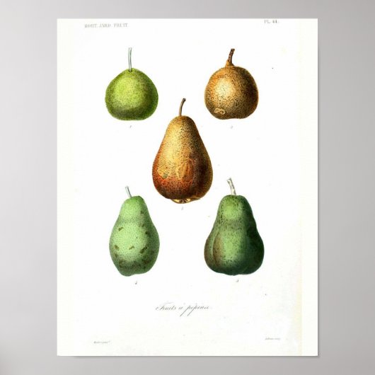 Vintage Botanical Poster - Pears ポスター (正面)