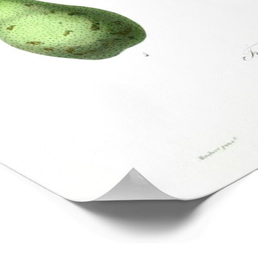 Vintage Botanical Poster - Pears ポスター (角)