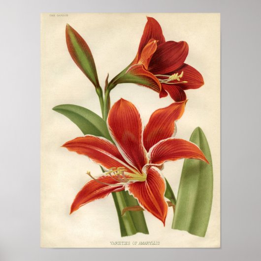 Vintage Botanical Print - Amaryllis ポスター (正面)