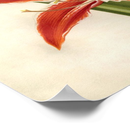 Vintage Botanical Print - Amaryllis ポスター (角)