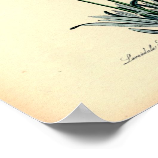 Vintage Botanical Print - Lavender ポスター (角)