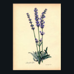 Vintage Botanical Print - Lavender ポスター<br><div class="desc">Perfect for botanists,  gardeners and all other nature lovers,  this vintage lavender print will bring a touch of elegance to any space.</div>