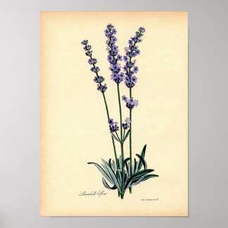 Vintage Botanical Print - Lavender ポスター