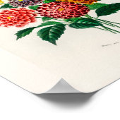 Vintage Botanical Print Red Dahlia ポスター (角)