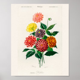 Vintage Botanical Print Red Dahlia ポスター