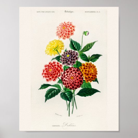 Vintage Botanical Print Red Dahlia ポスター (正面)