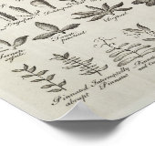 Vintage Botany Leaves & Flowers Reference, 1753 ポスター (角)