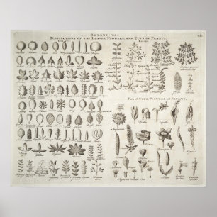 Vintage Botany Leaves & Flowers Reference, 1753 ポスター