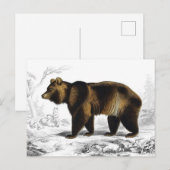 Vintage Brown Bear 1849 Book Illustration ポストカード (正面/裏面)