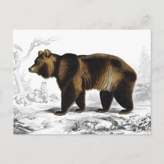 Vintage Brown Bear 1849 Book Illustration ポストカード (正面)