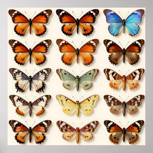 Vintage Butterfly Collection Grid Display ポスター (正面)