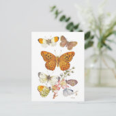 Vintage Butterfly Illustration ポストカード (スタンド正面)