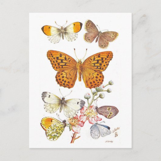Vintage Butterfly Illustration ポストカード (正面)