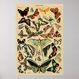 Vintage Butterfly Papillon Old Illustration Art ポスター