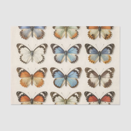 Vintage Butterfly Specimen Collection 薄葉紙 (正面)