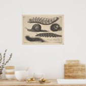 Vintage Caterpillar Snail Insect Nature Print (56) ポスター (キッチン)