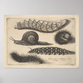 Vintage Caterpillar Snail Insect Nature Print (56) ポスター