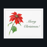 Vintage Christmas Red Poinsettia Flower シーズンポストカード<br><div class="desc">I found this beautiful,  brightly colored  red poinsettia on an antique postcard that  was sent through the mail as a Christmas  greeting in 1912.</div>
