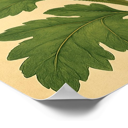 Vintage Chrysanthemum on Weathered Paper ポスター (角)