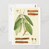 Vintage cinnamon illustration postcard recipe card ポストカード (正面/裏面)