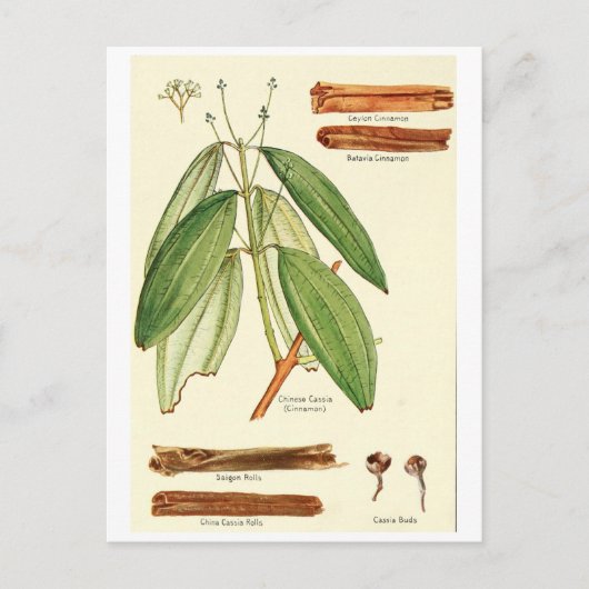 Vintage cinnamon illustration postcard recipe card ポストカード (正面)