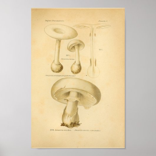 Vintage Common Mushrooms Art Print French ポスター (正面)