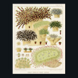 Vintage Coral Great Barrier Reef Fishes 13 ポスター<br><div class="desc">Vintage Colorful Great Barrier Reef Fishes from The Great - Barrier Reef of Australia collection (1893) by William Saville-Kent. Colorful, great for marine life and reefs lovers. Shows a variety of colorful coral and sea anemones . Can be used in Marine Science class We have a collection of 14 posters...</div>