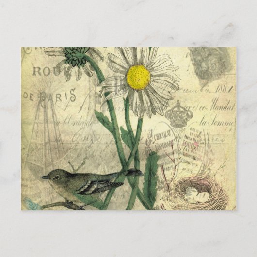 Vintage daisies postcard ポストカード (正面)
