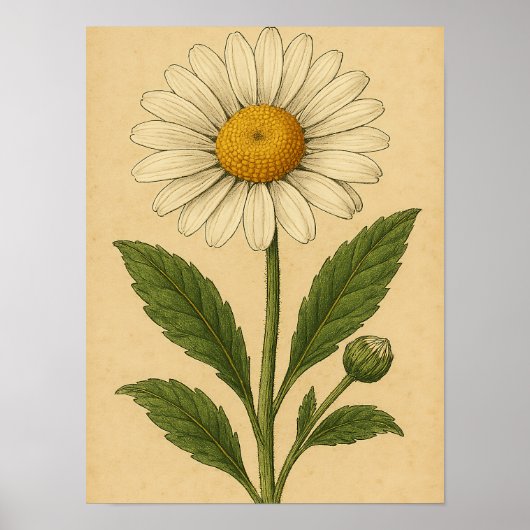 Vintage Daisy on Weathered Paper ポスター (正面)