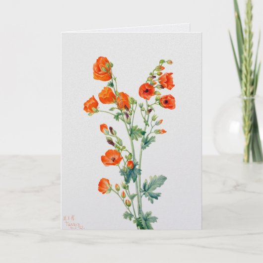 Vintage Desert Globemallow Botanical Illustration カード (正面)
