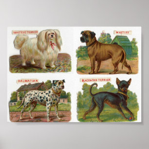 Vintage Dog Breed Illustration ポスター