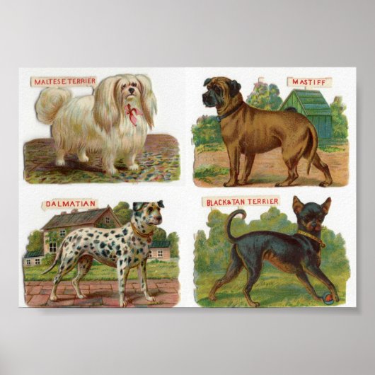 Vintage Dog Breed Illustration ポスター (正面)