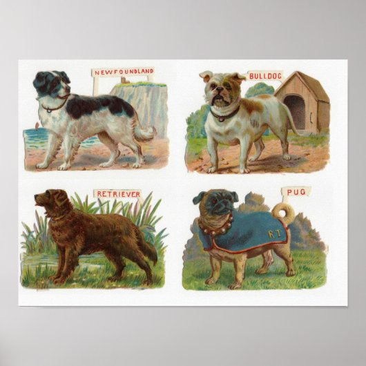 Vintage Dog Breed Illustration ポスター (正面)
