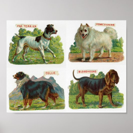 Vintage Dog Breed Illustration ポスター (正面)