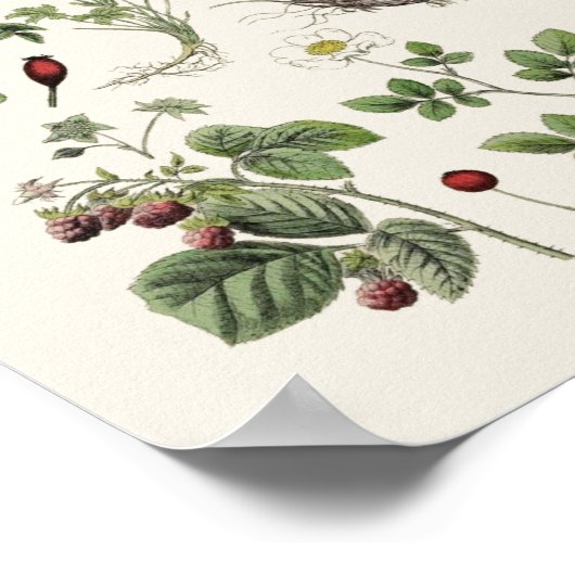 Vintage educational ポスター (角)