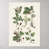 Vintage educational ポスター (正面)