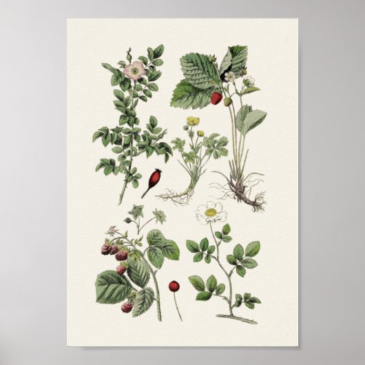 Vintage educational ポスター (正面)