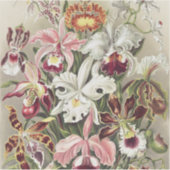 Vintage Ernst Haeckel Orchid Botanical Print シール (正面)