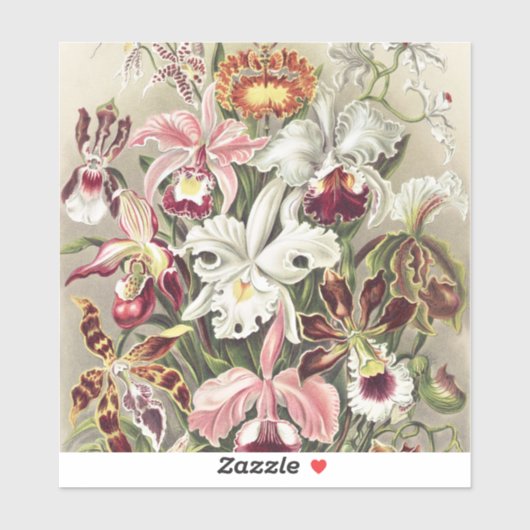 Vintage Ernst Haeckel Orchid Botanical Print シール (シート)