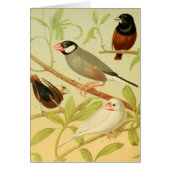 vintage finch and sparrow (正面)