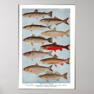 Vintage Fish ポスター