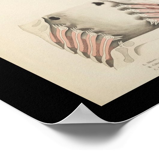 Vintage Fish Anatomy Print ポスター (角)