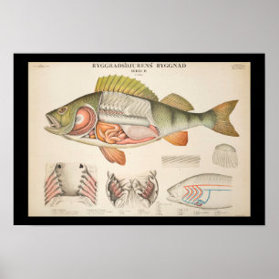 Vintage Fish Anatomy Print ポスター