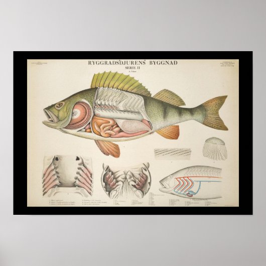 Vintage Fish Anatomy Print ポスター (正面)