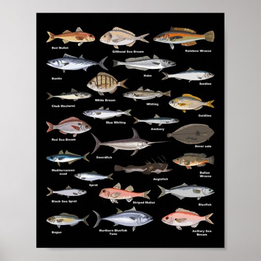 Vintage Fish Identification Chart Fishing  ポスター (正面)